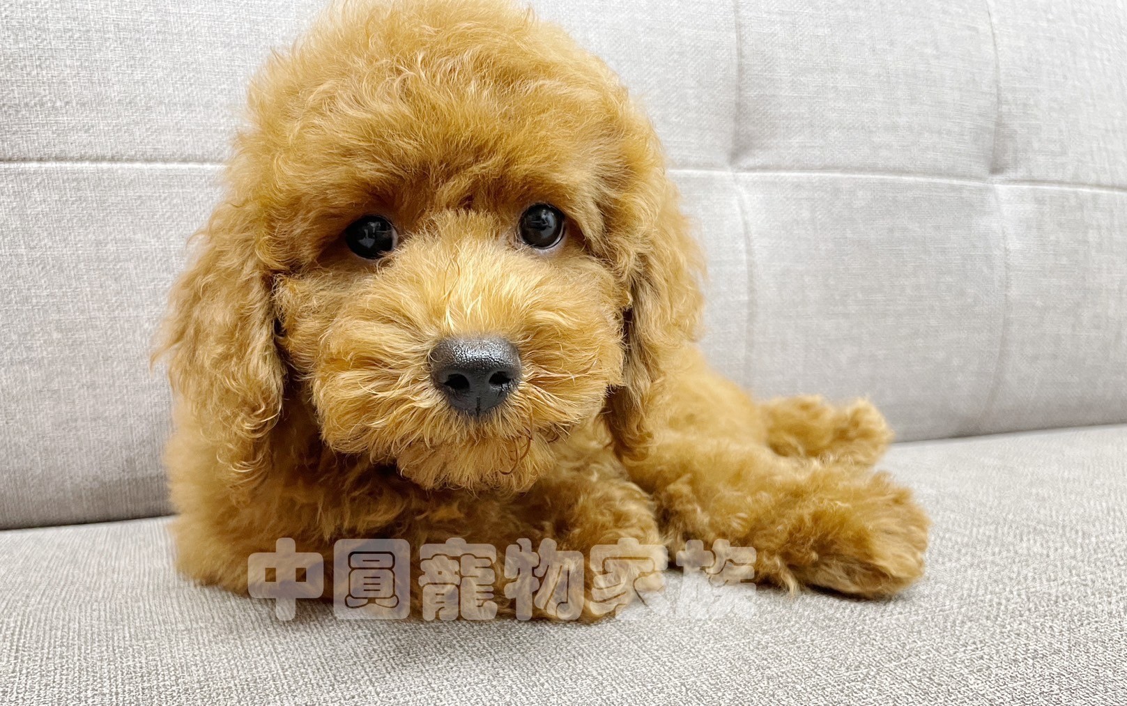 中圓寵物家族／紅色貴賓犬