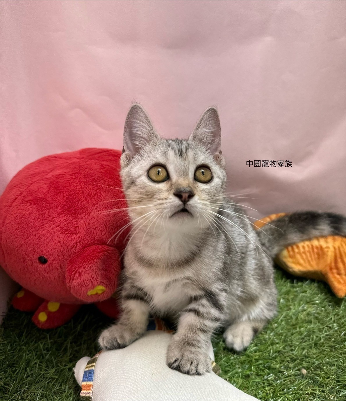 中圓寵物家族／銀白色曼赤肯