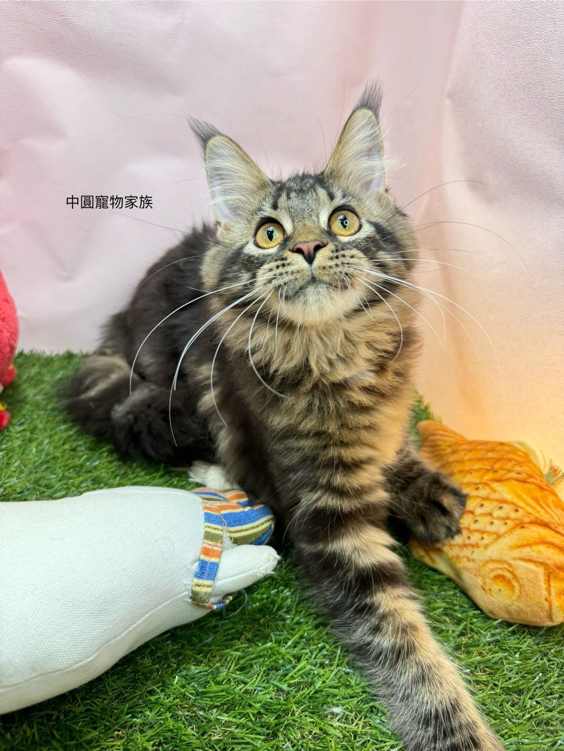 中圓寵物家族／棕虎斑緬因貓