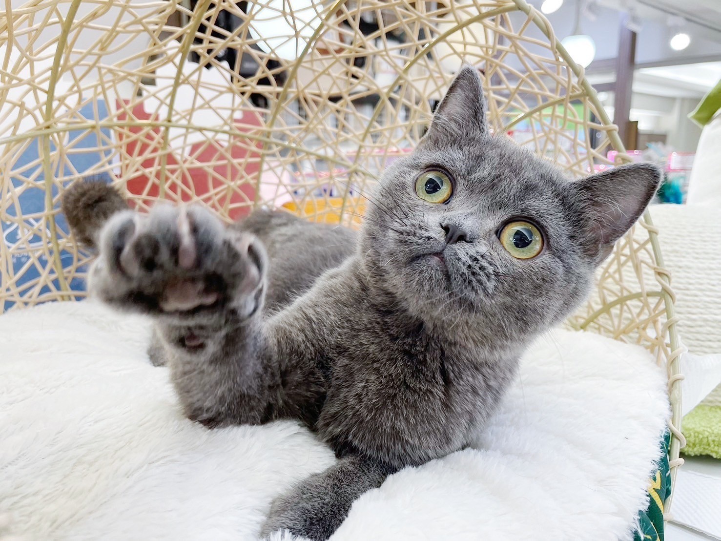 中圓寵物家族／藍色英國短毛貓