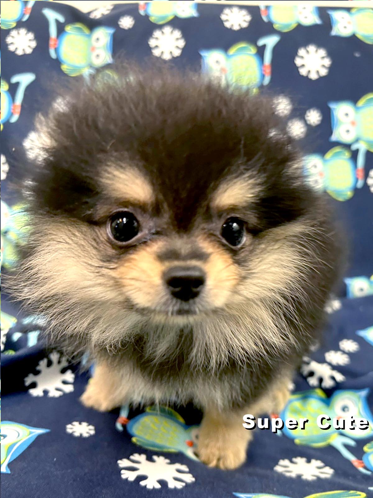 超可愛名犬社／黑四目博美犬