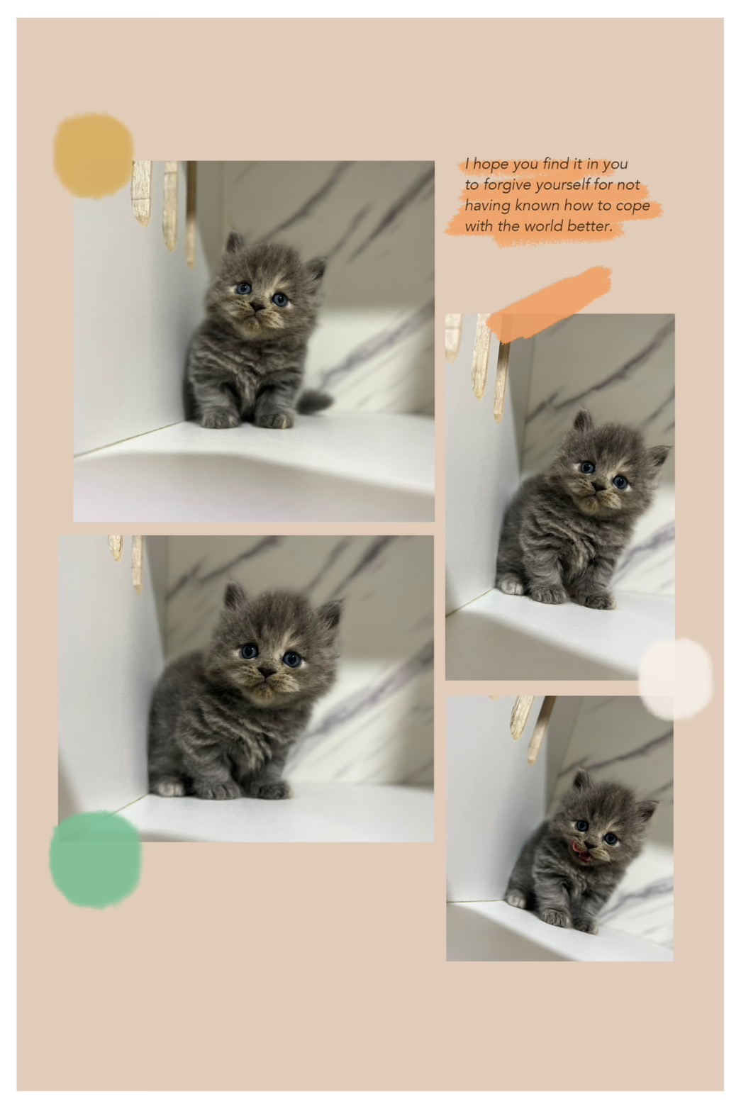 布魯斯貓舍／藍奶油小步舞曲