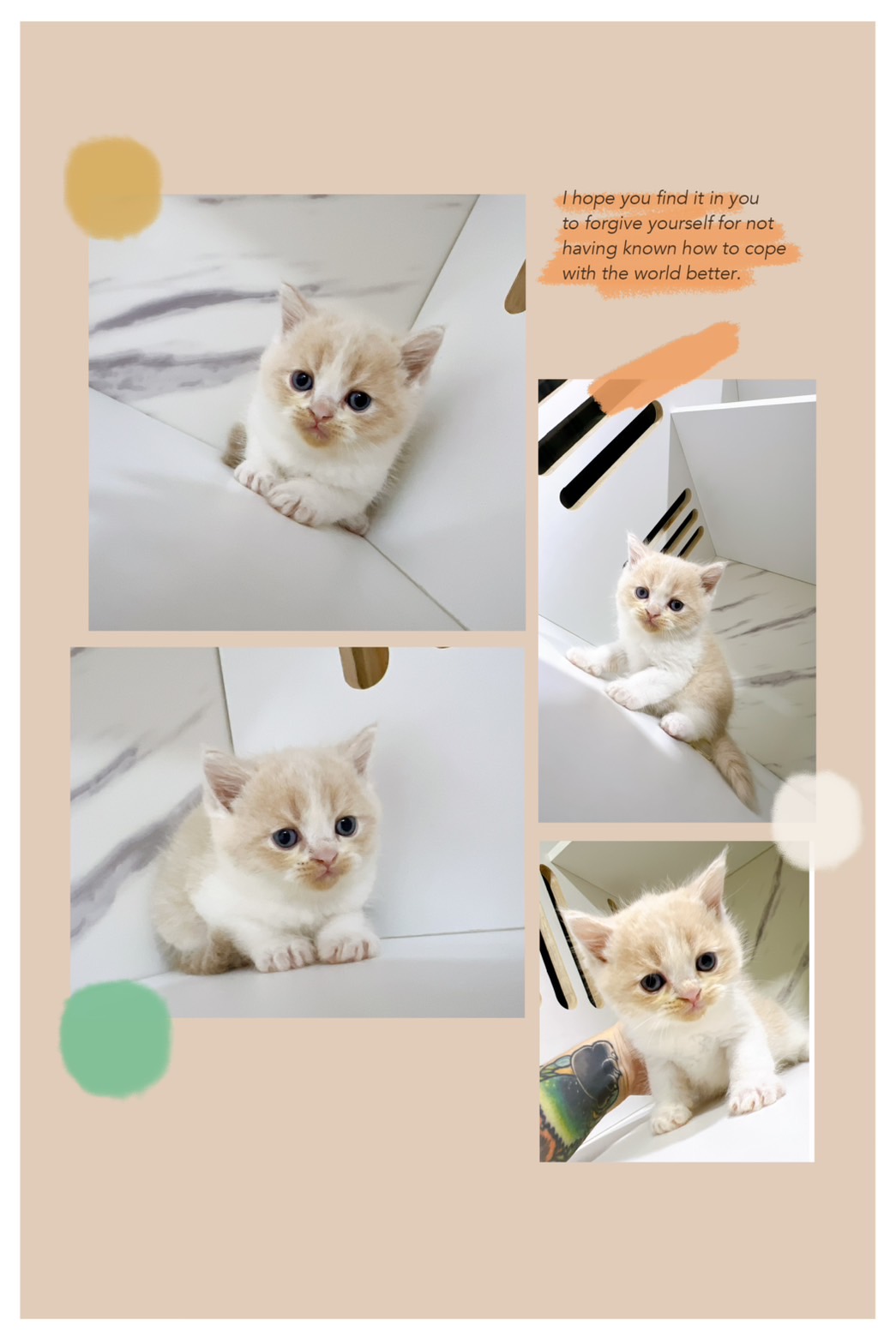 布魯斯貓舍／奶油賓士英國短毛貓