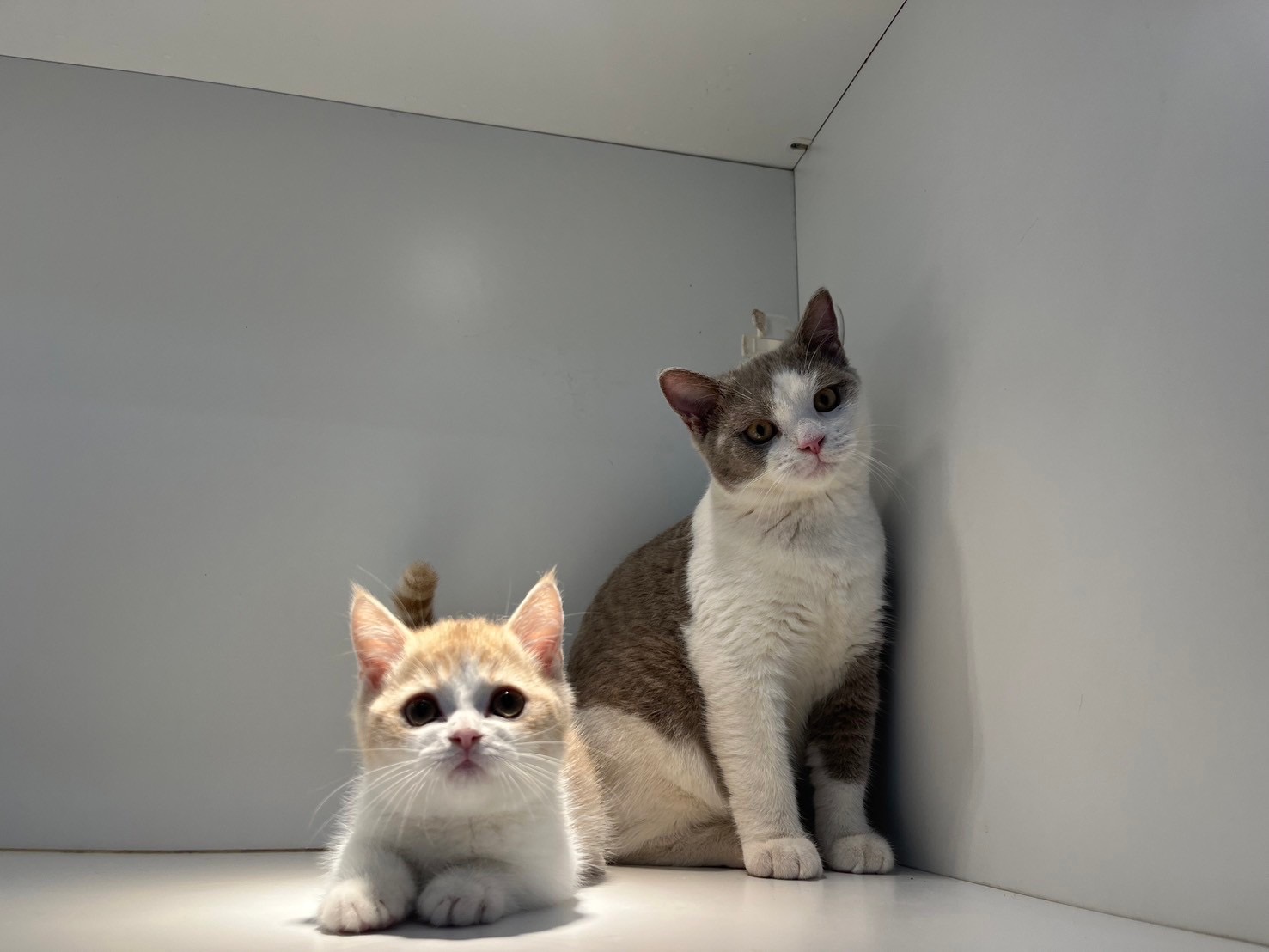 野獸派貓舍／奶油賓士曼赤肯