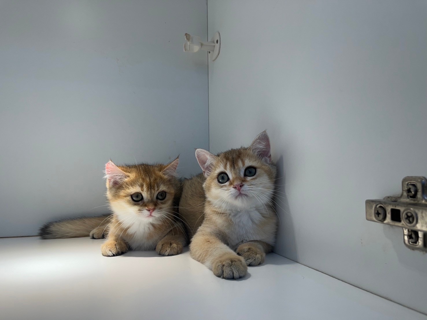 野獸派貓舍／金漸層英國短毛貓