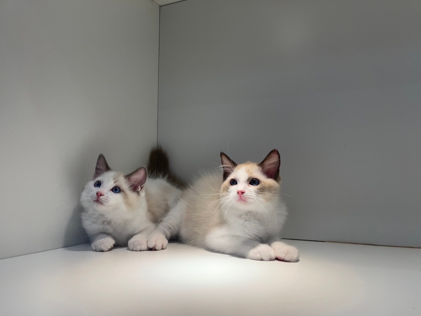 野獸派貓舍／藍雙色&海豹雙色布偶貓