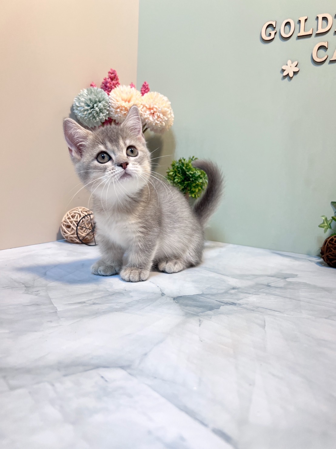 金瑟喵屋／藍金曼赤肯