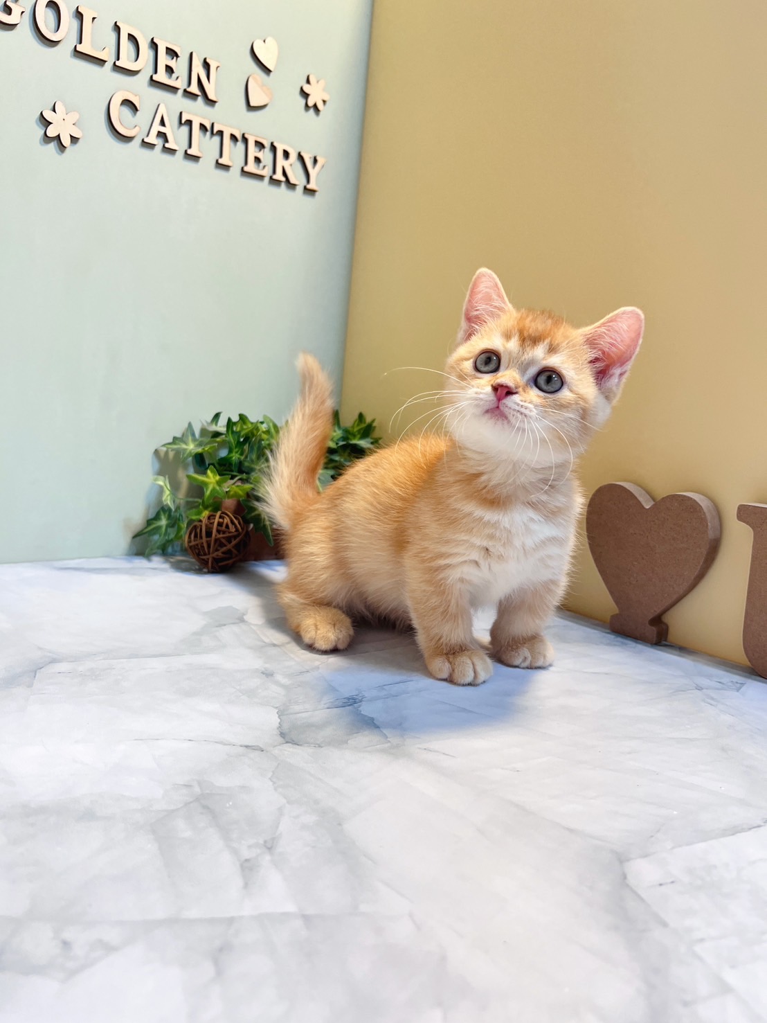 金瑟喵屋／紅金曼赤肯