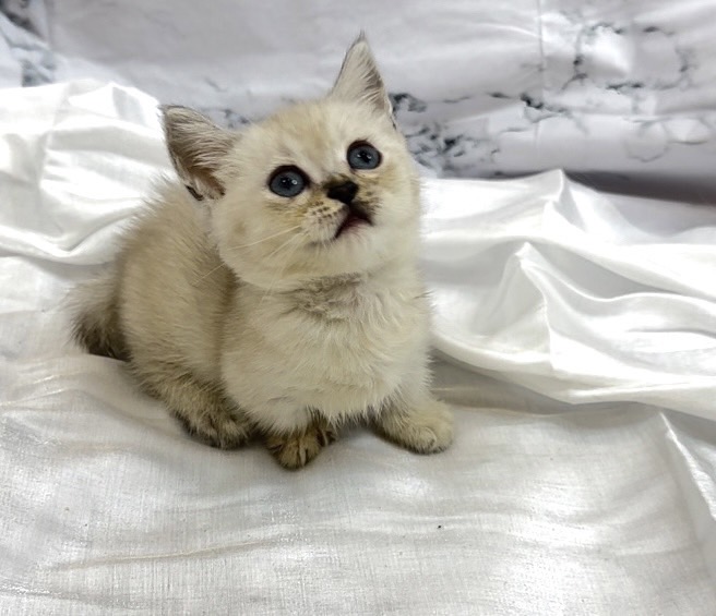 華貴皇族國際專業貓舍／小鹿色曼赤肯