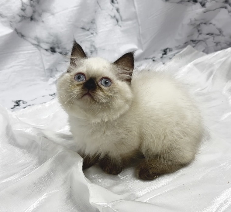 華貴皇族國際專業貓舍／重點色小步舞曲