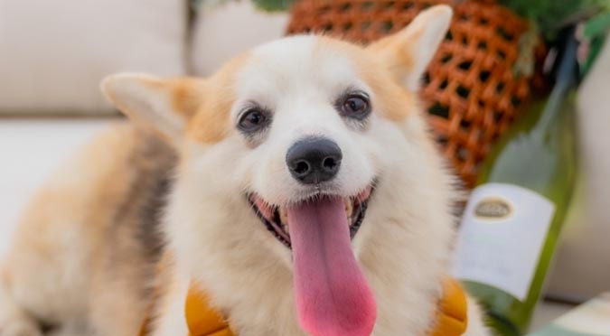 『汪喵揪了走』泰國寵物旅遊六天五夜