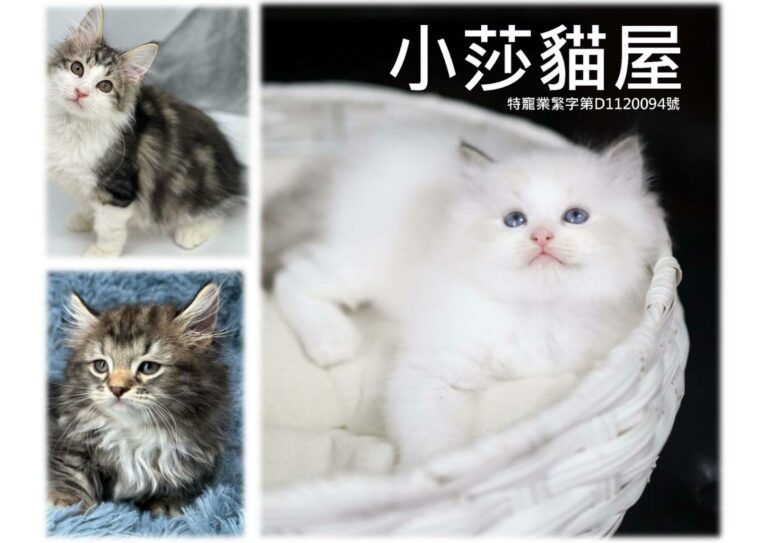 嚴選合法寵物店-小莎貓屋