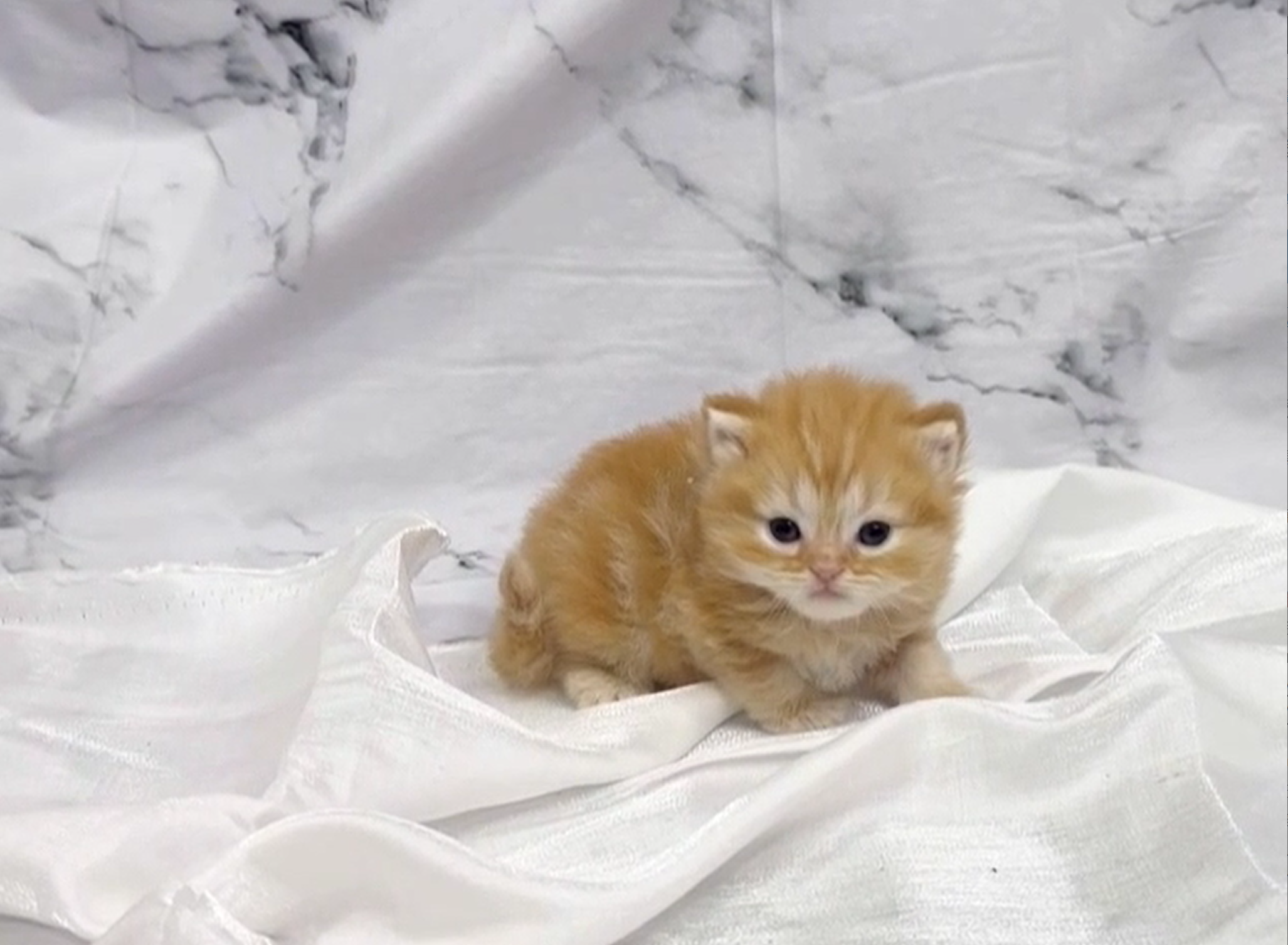 華貴皇族國際專業貓舍／橘金色英國長毛貓