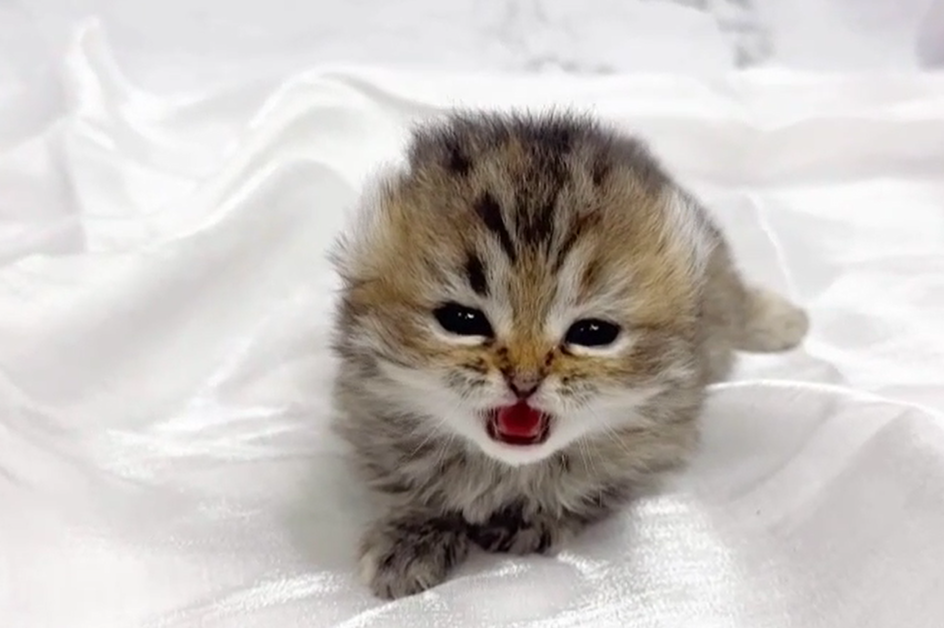 華貴皇族國際專業貓舍／捲耳小步舞曲