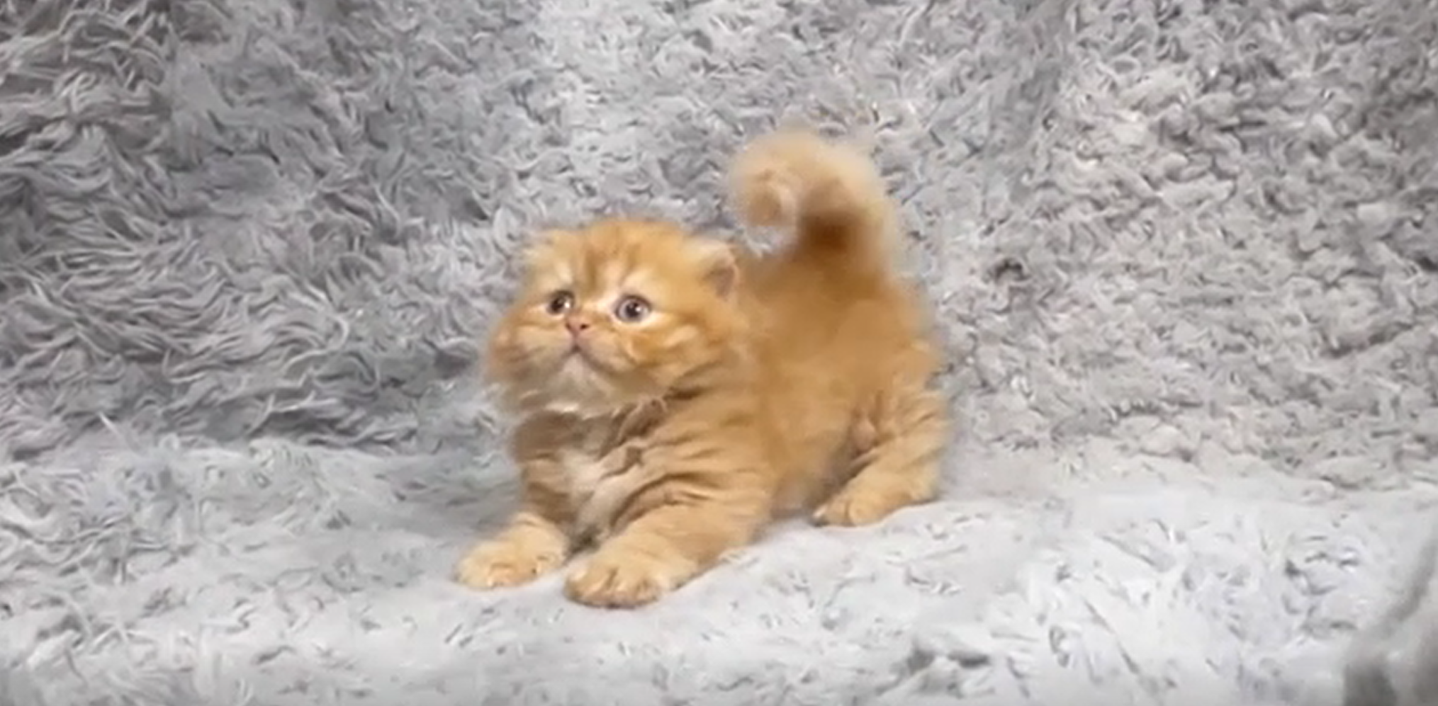 華貴皇族國際專業貓舍／橘色小步舞曲