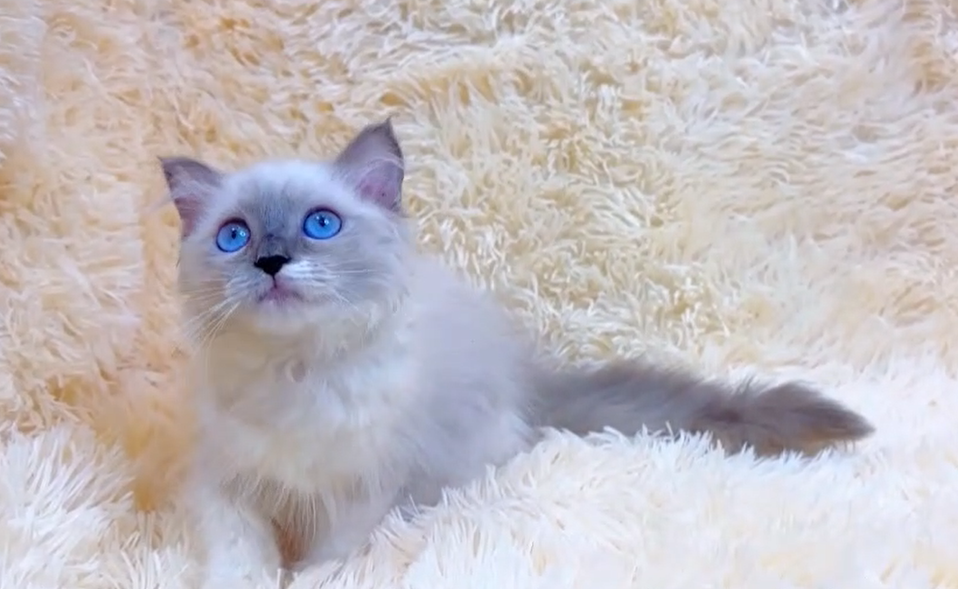 華貴皇族國際專業貓舍／藍眼布偶貓