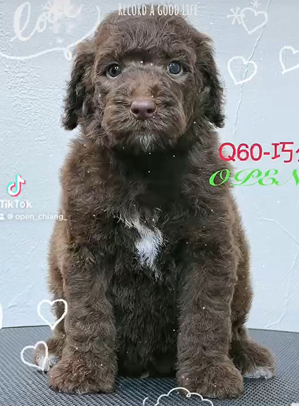 OPEN蔣犬舍／各色巨型貴賓