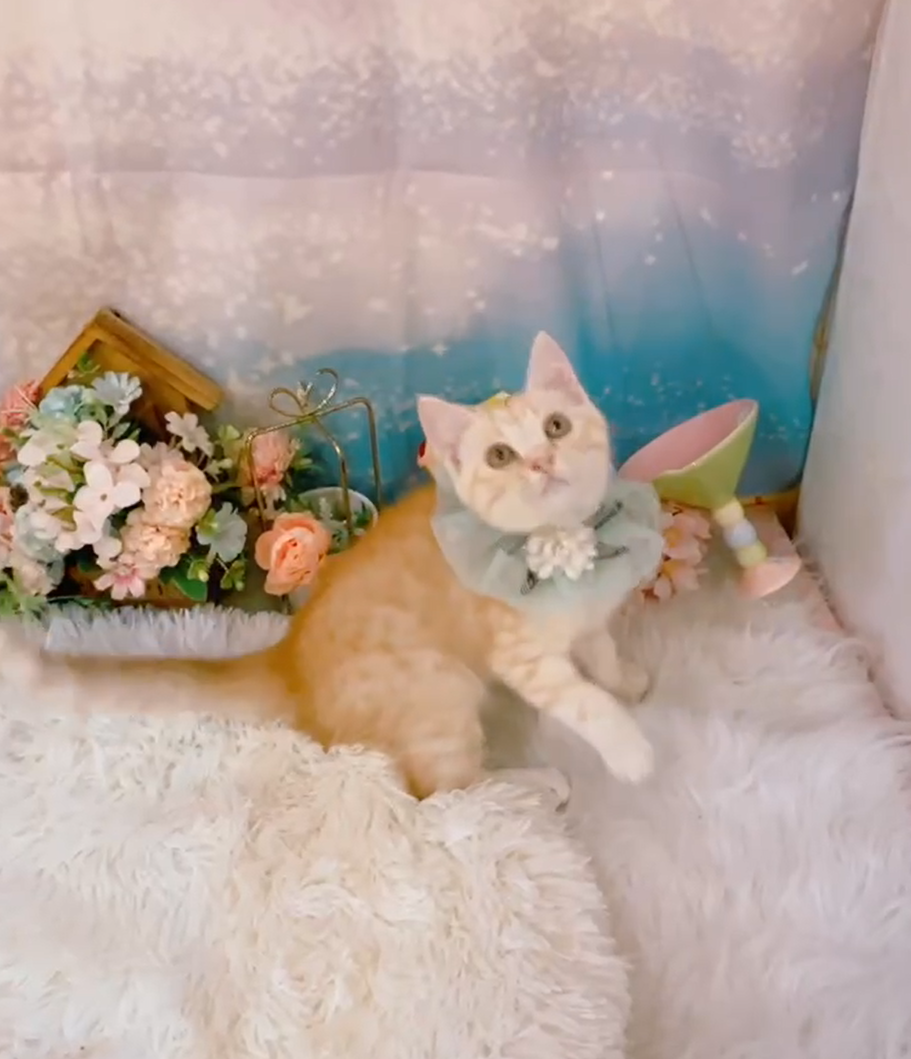 星光貓舍／奶油色英國短毛貓