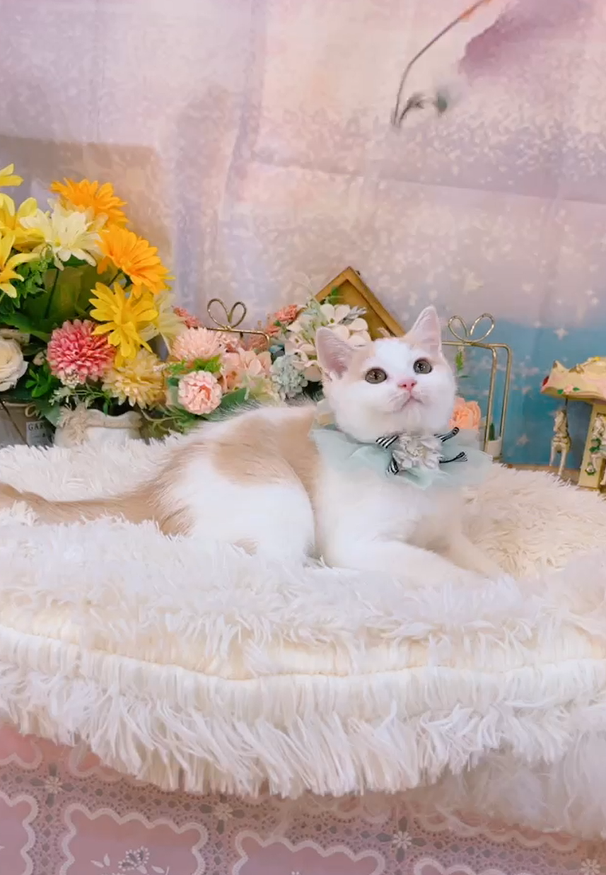星光貓舍／奶油加白英國短毛貓