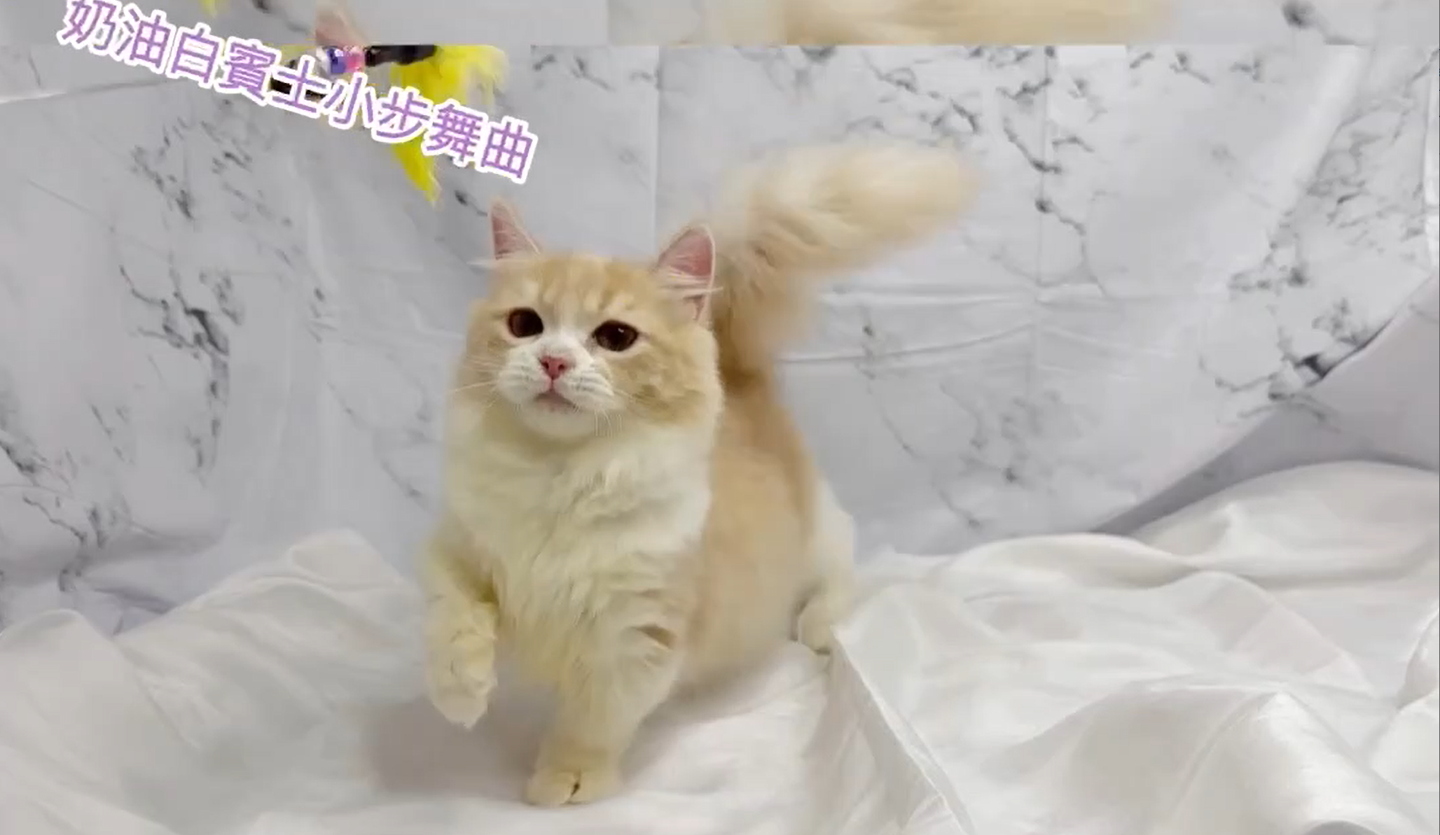 華貴皇族國際專業貓舍／奶油賓士小步舞曲