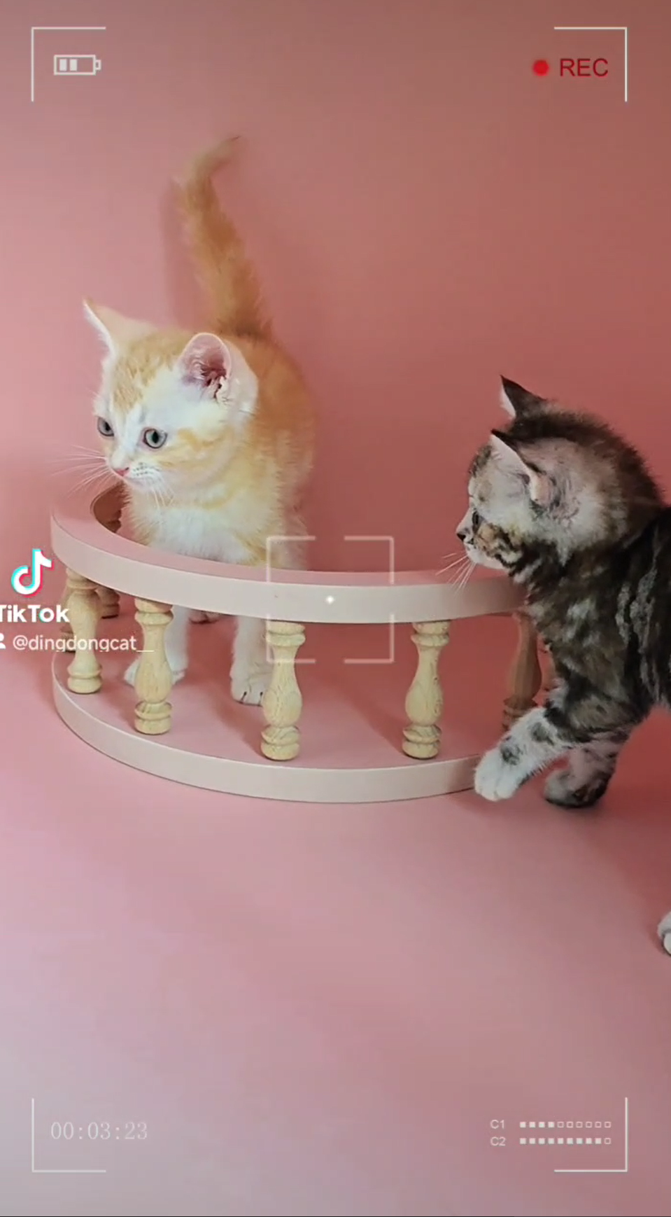 叮噹貓坊／螺旋紋美國短毛貓