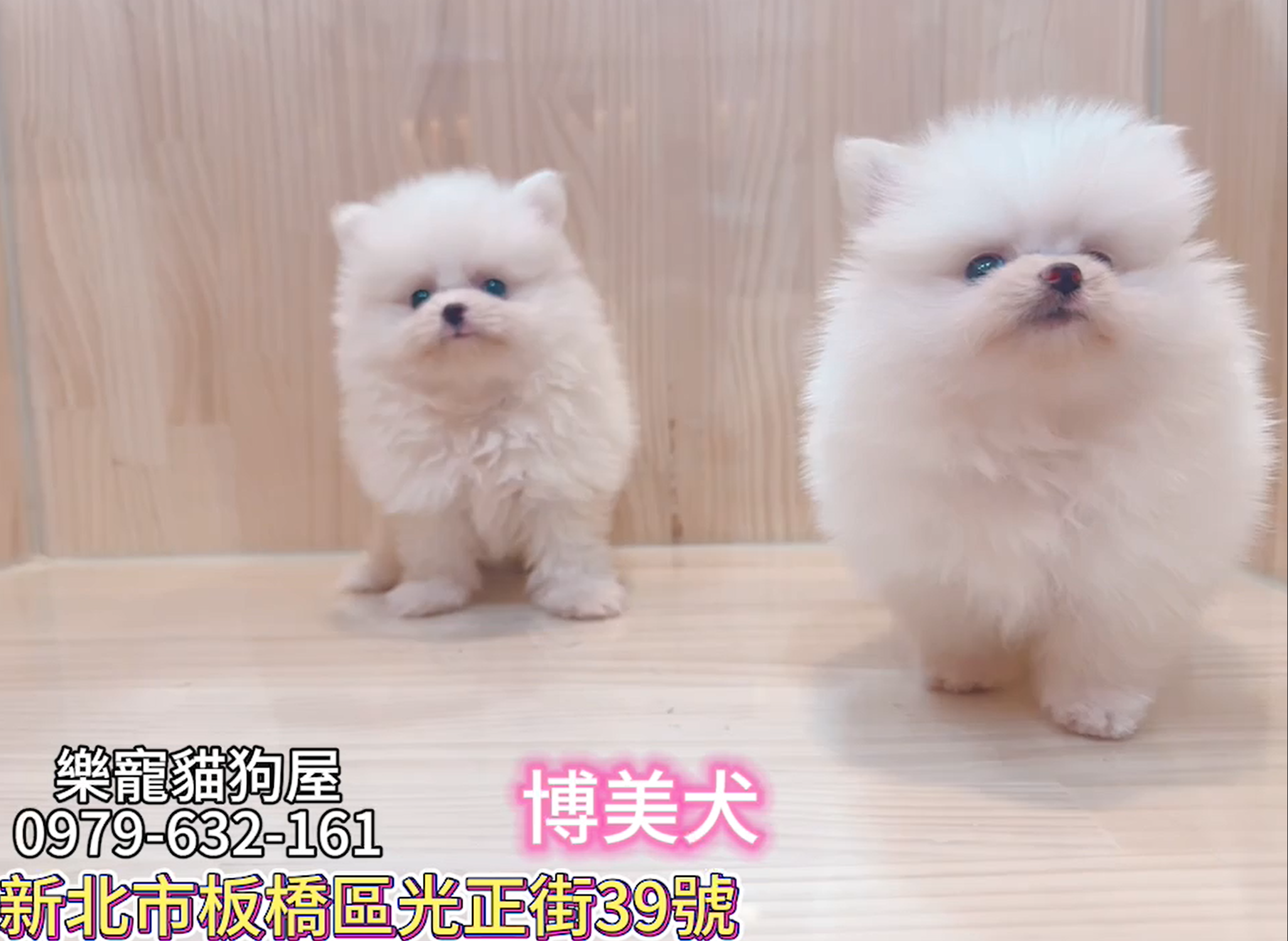 樂寵貓狗屋／博美犬