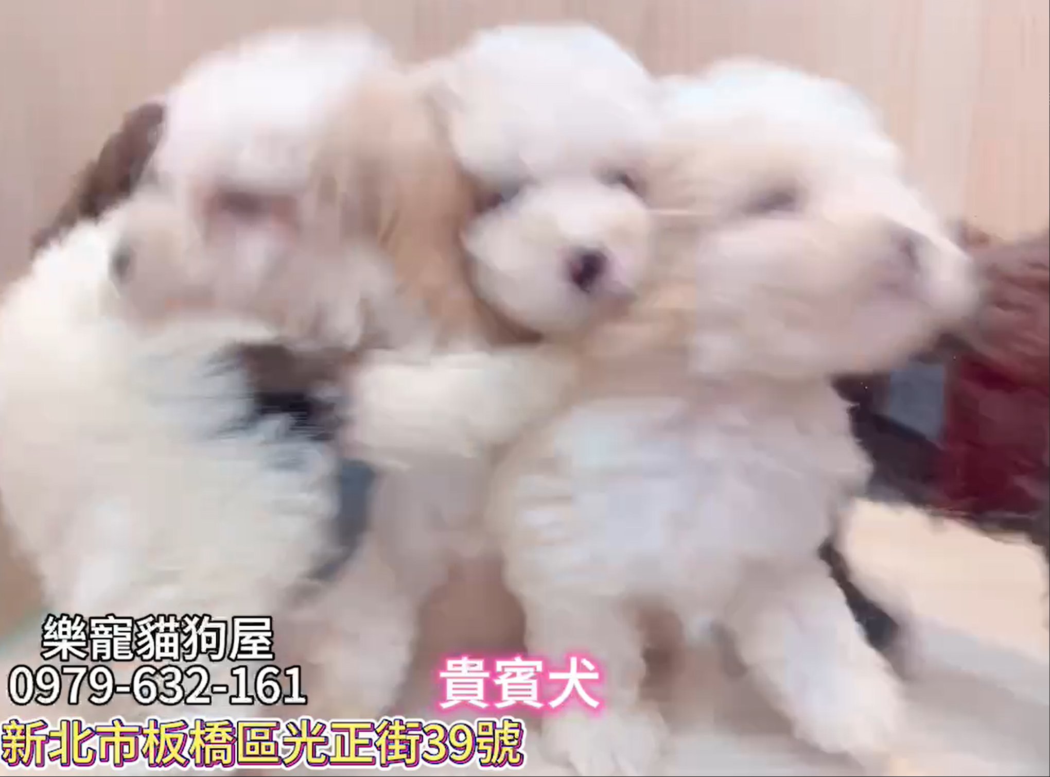 樂寵貓狗屋／花貴賓