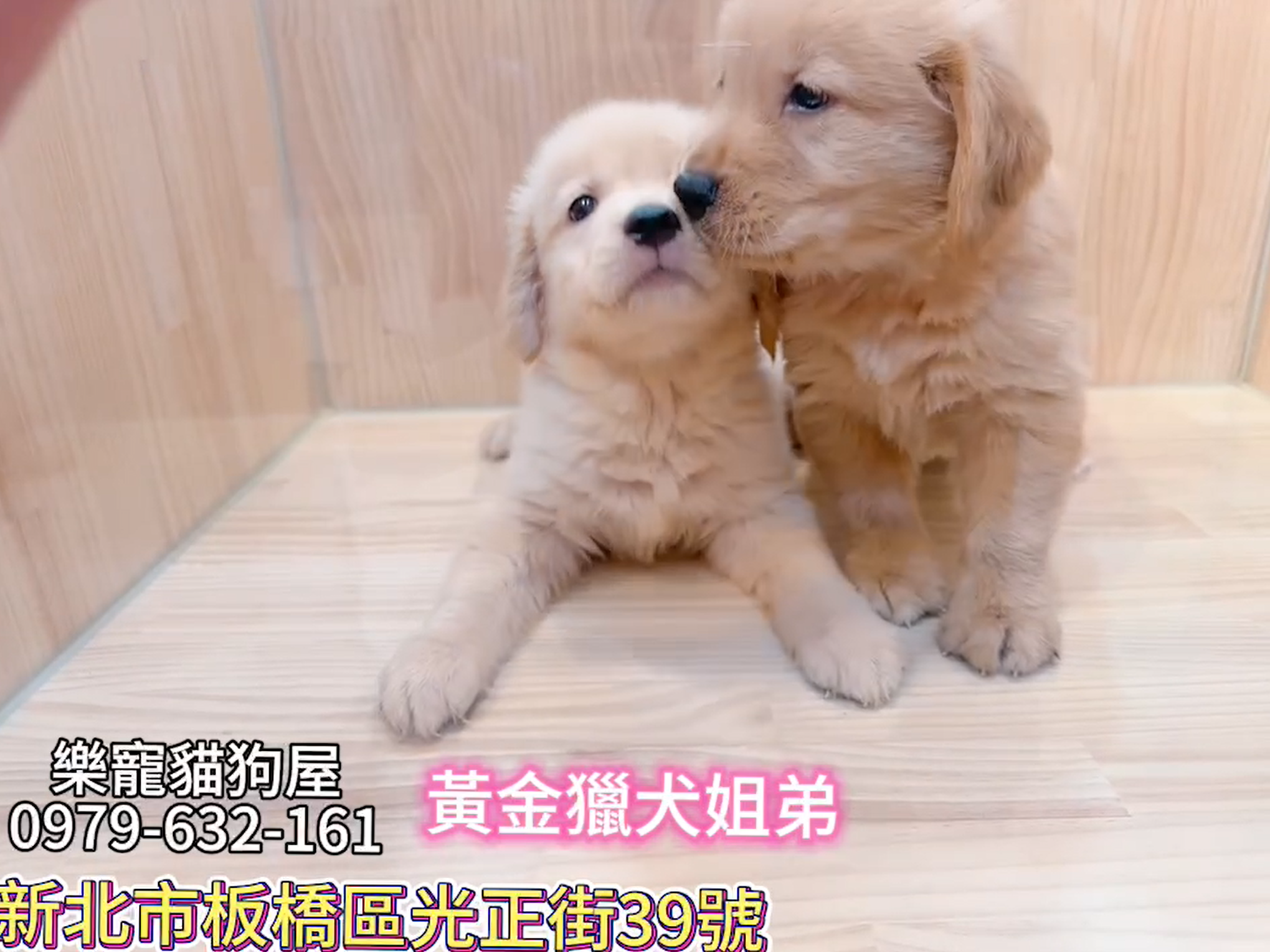 樂寵貓狗屋／黃金獵犬