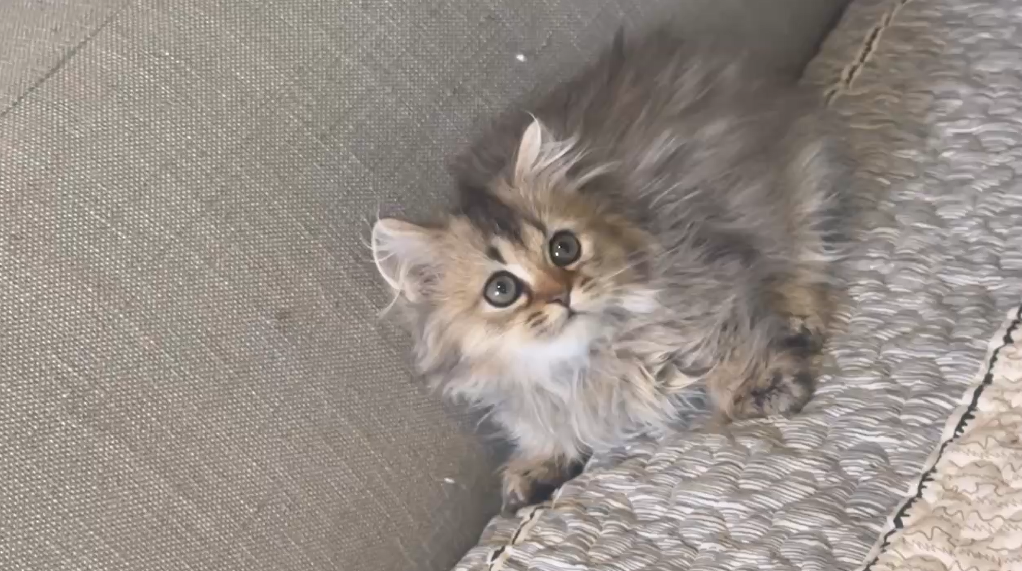 尊爵名皇／黑金漸層小步舞曲