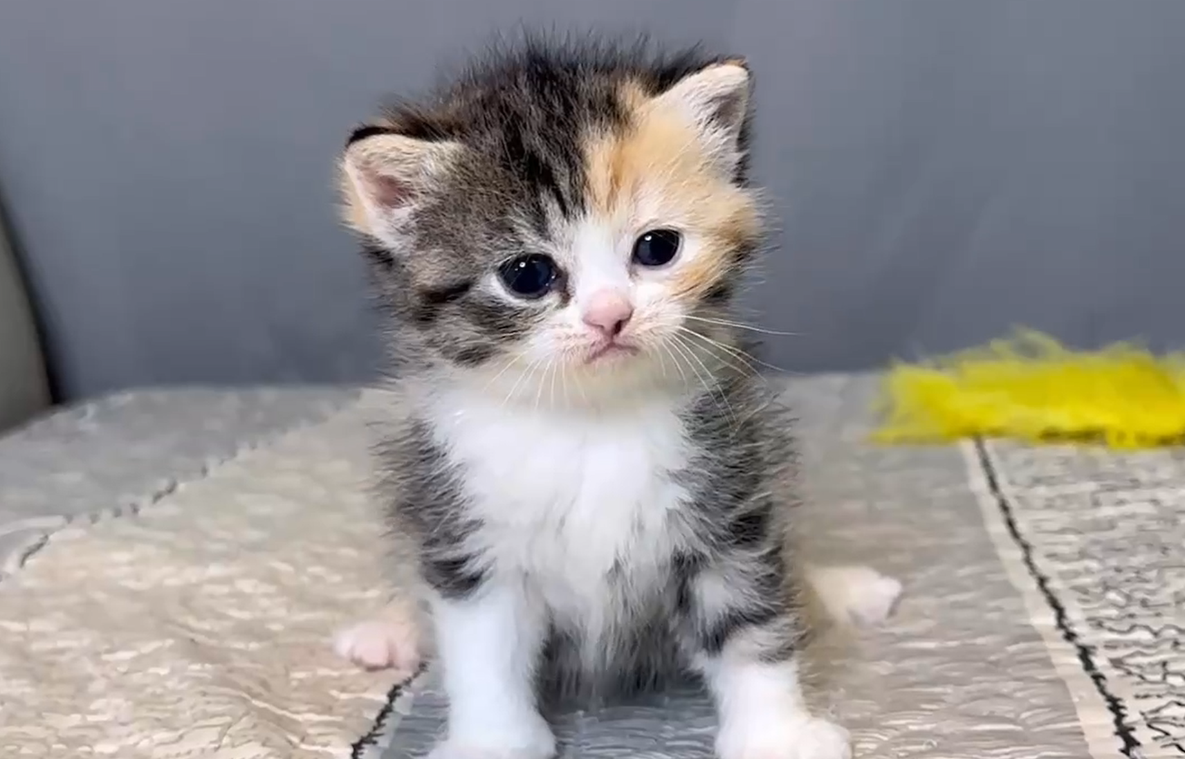 尊爵名皇／英國短毛貓