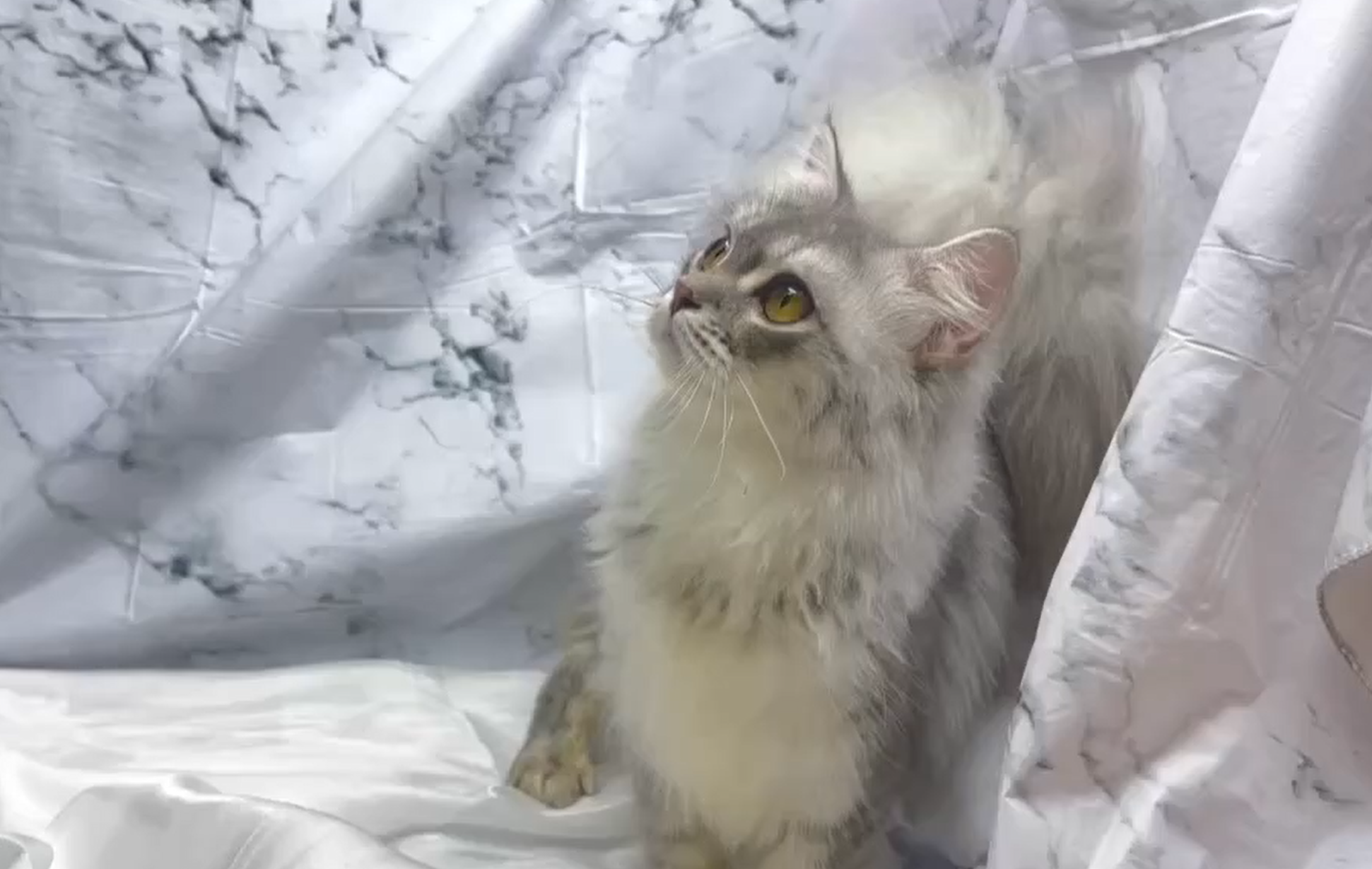 華貴皇族國際專業貓舍／藍白色英國長毛貓