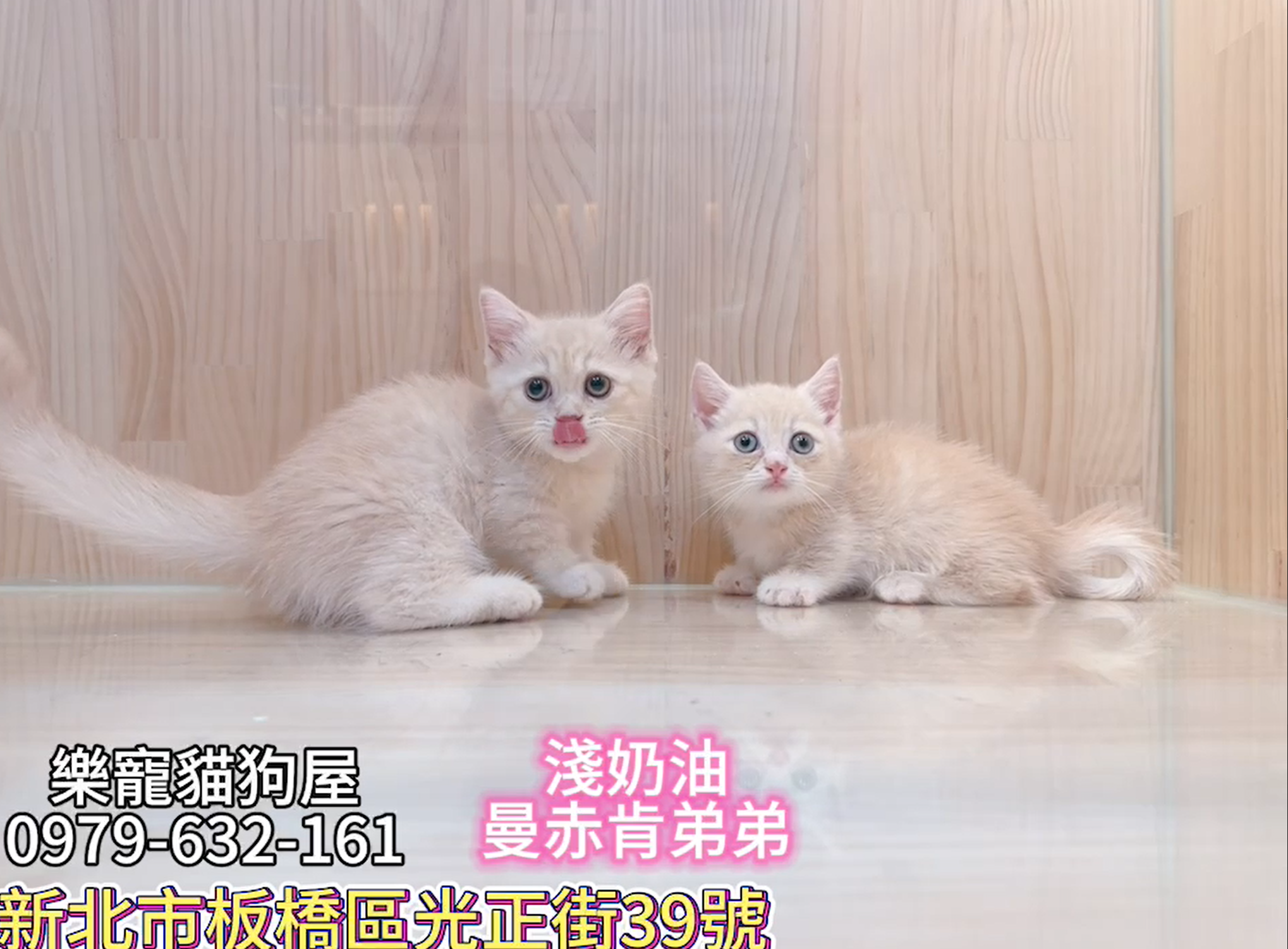 樂寵貓狗屋／淺奶油色曼赤肯