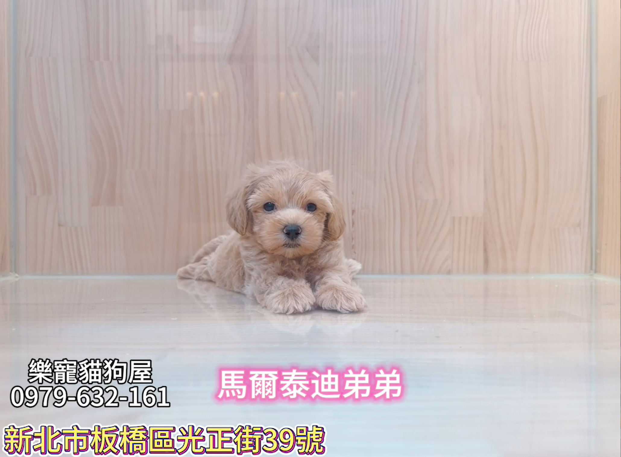 樂寵貓狗屋／瑪爾泰迪