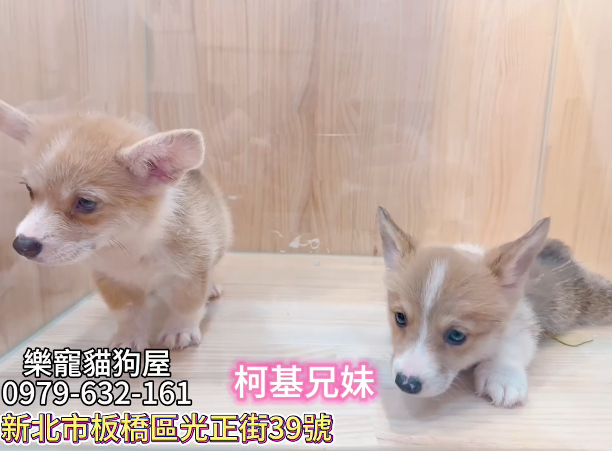 樂寵貓狗屋／柯基