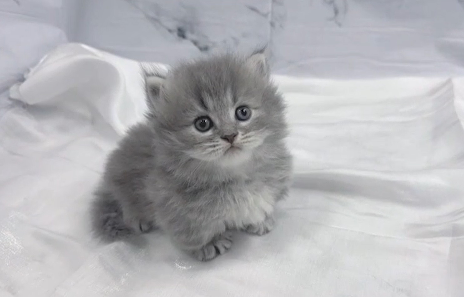 華貴皇族國際專業貓舍／銀藍小步舞曲