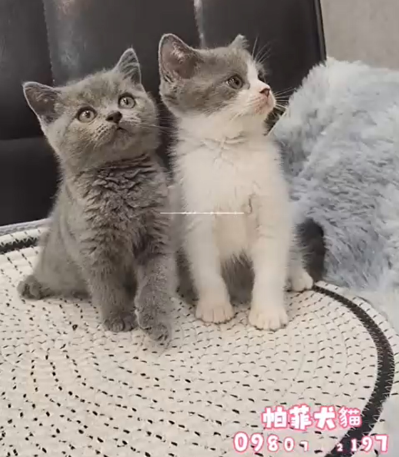 帕菲寵物館／藍＆奶油英國短毛貓