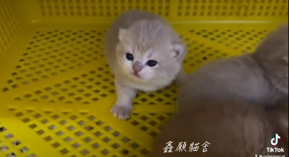 鑫願貓舍／藍金漸層英國短毛貓