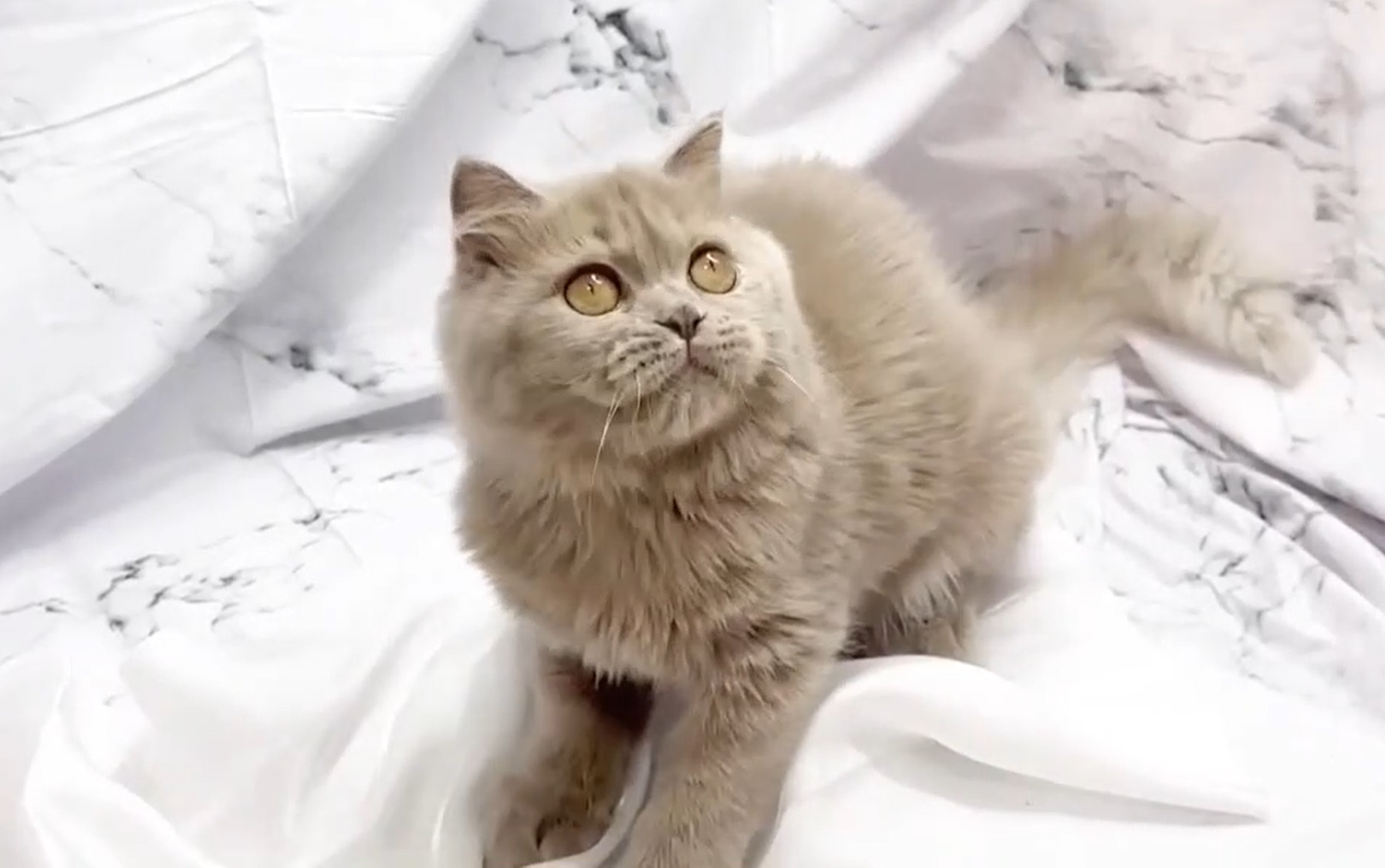 華貴皇族國際專業貓舍／紫丁香英國長毛貓