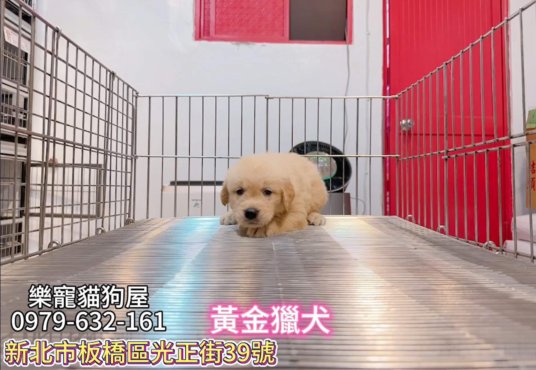 樂寵貓狗屋／黃金獵犬