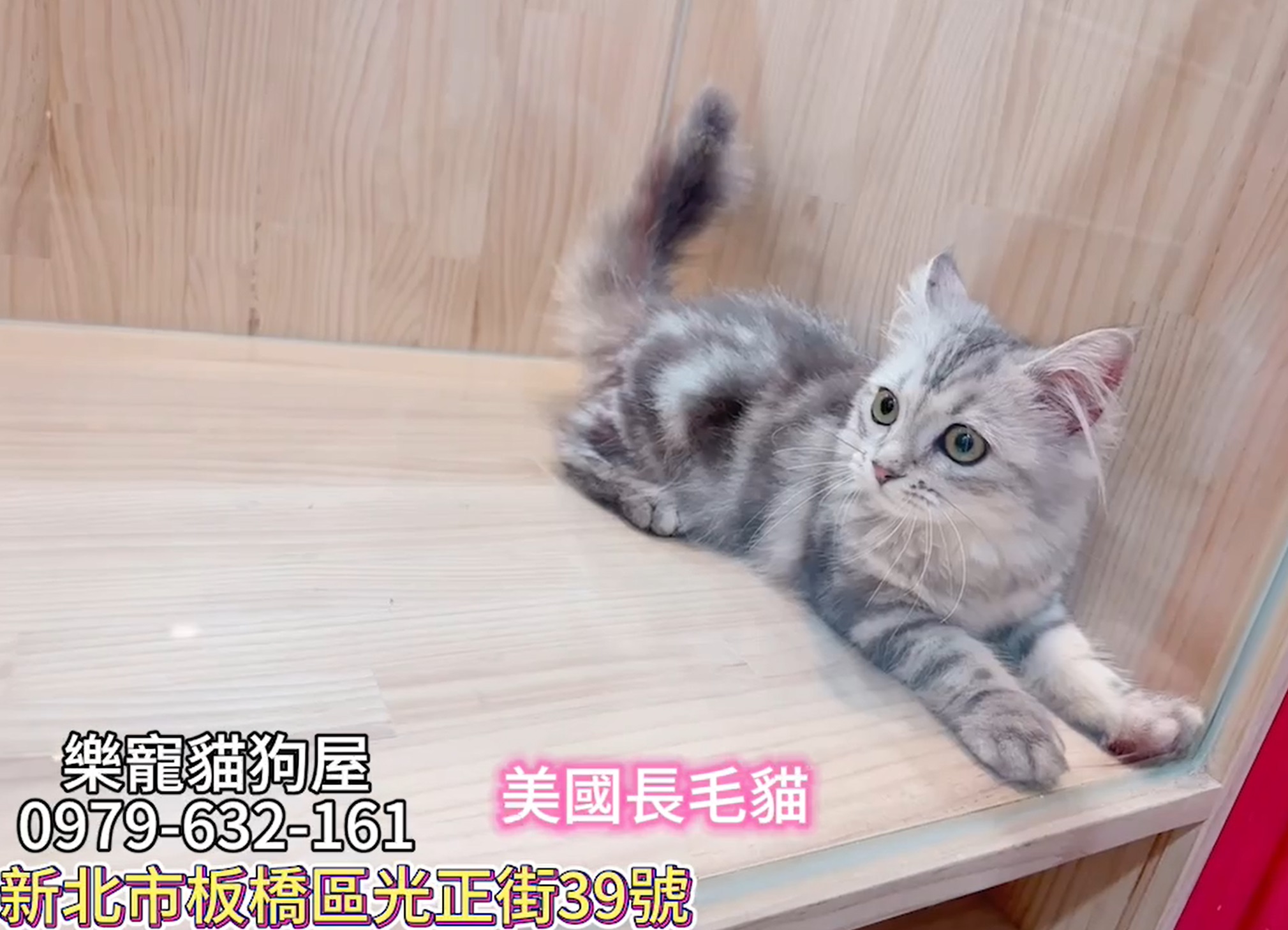 樂寵貓狗屋／美國長毛貓