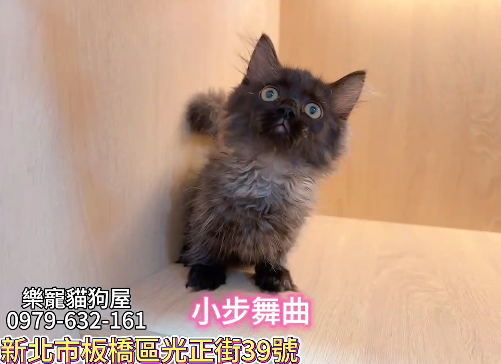 樂寵貓狗屋／小步舞曲