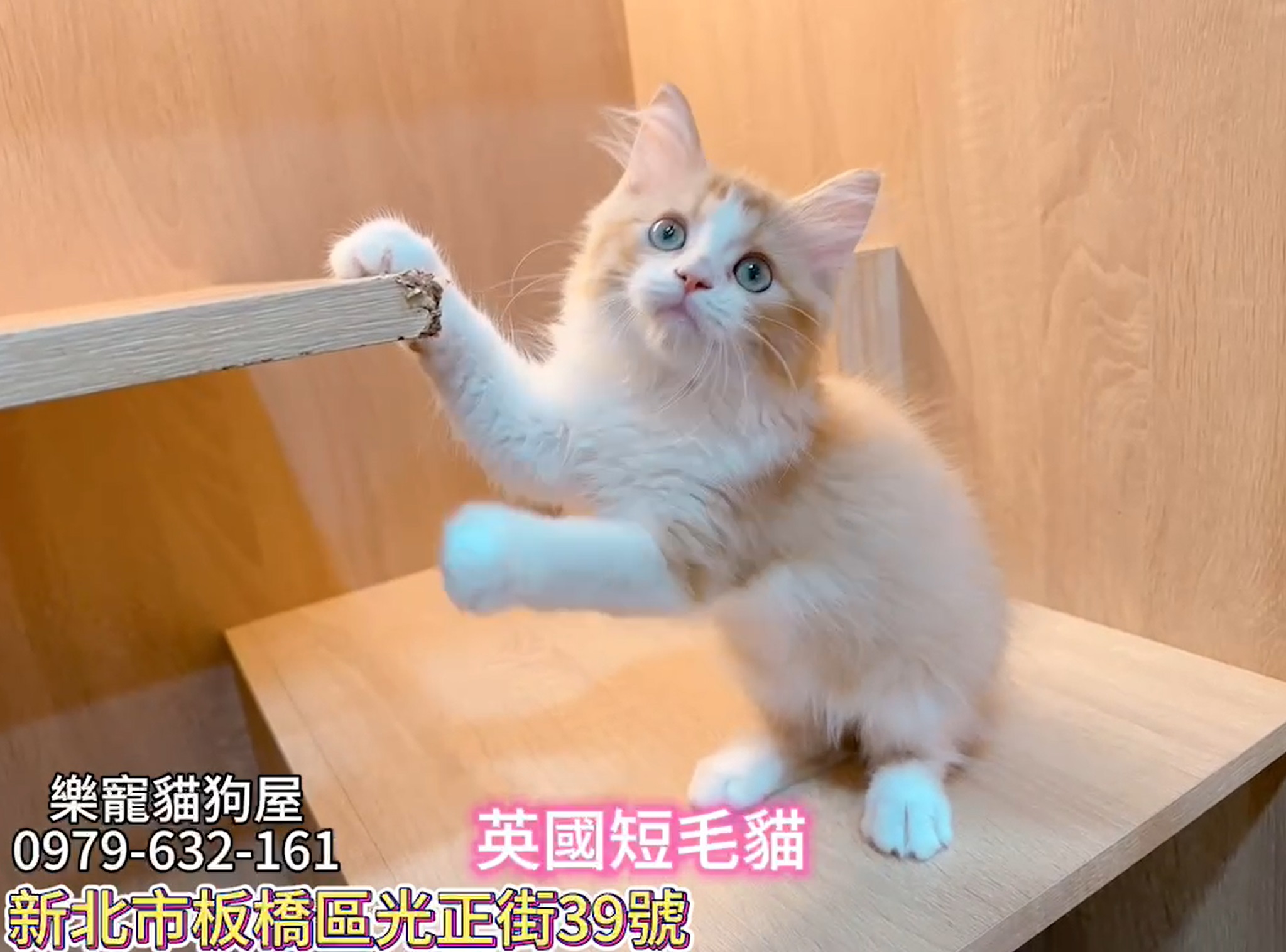 樂寵貓狗屋／英國短毛貓