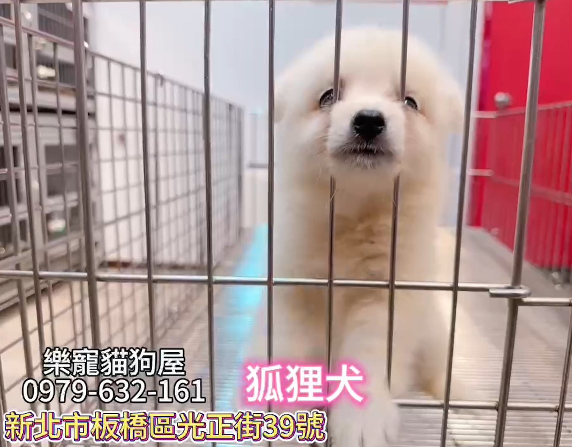 樂寵貓狗屋／狐狸犬