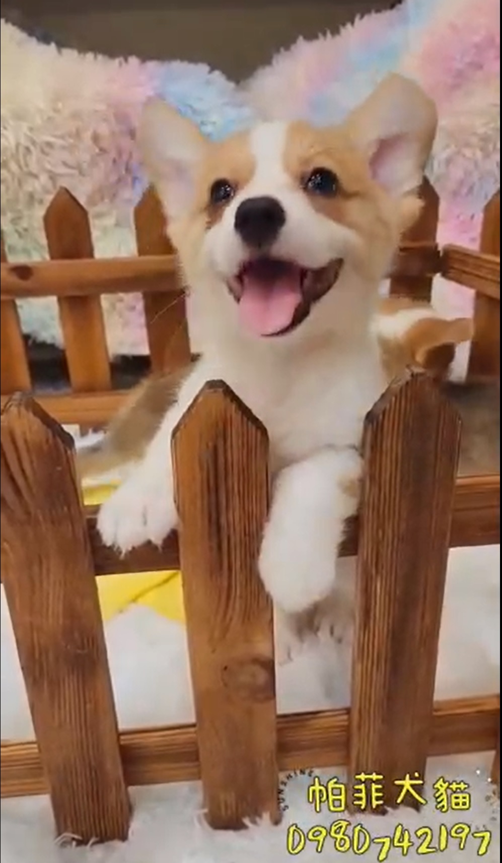 帕菲寵物館／黃白柯基