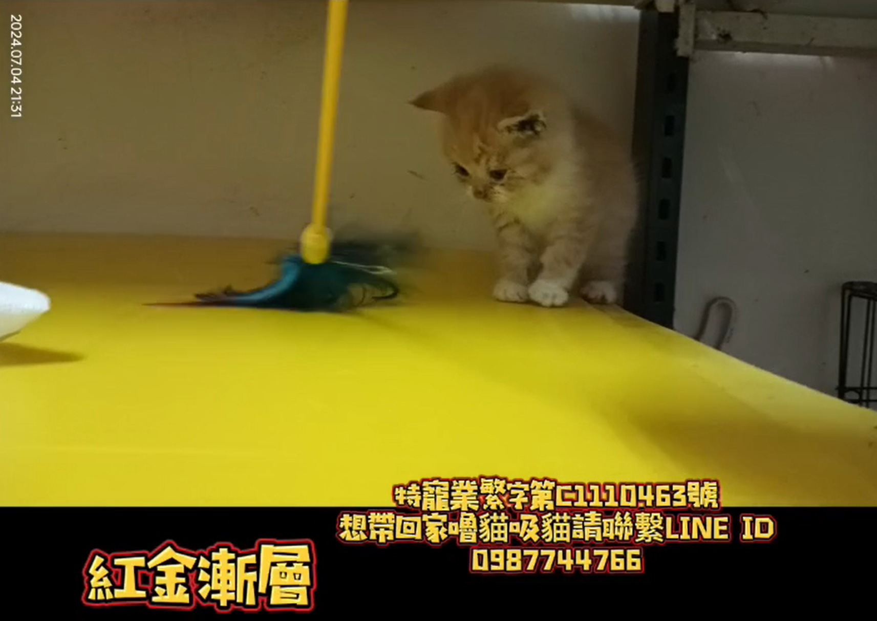 幸福朵貓貓貓舍／紅金漸層英國短毛貓