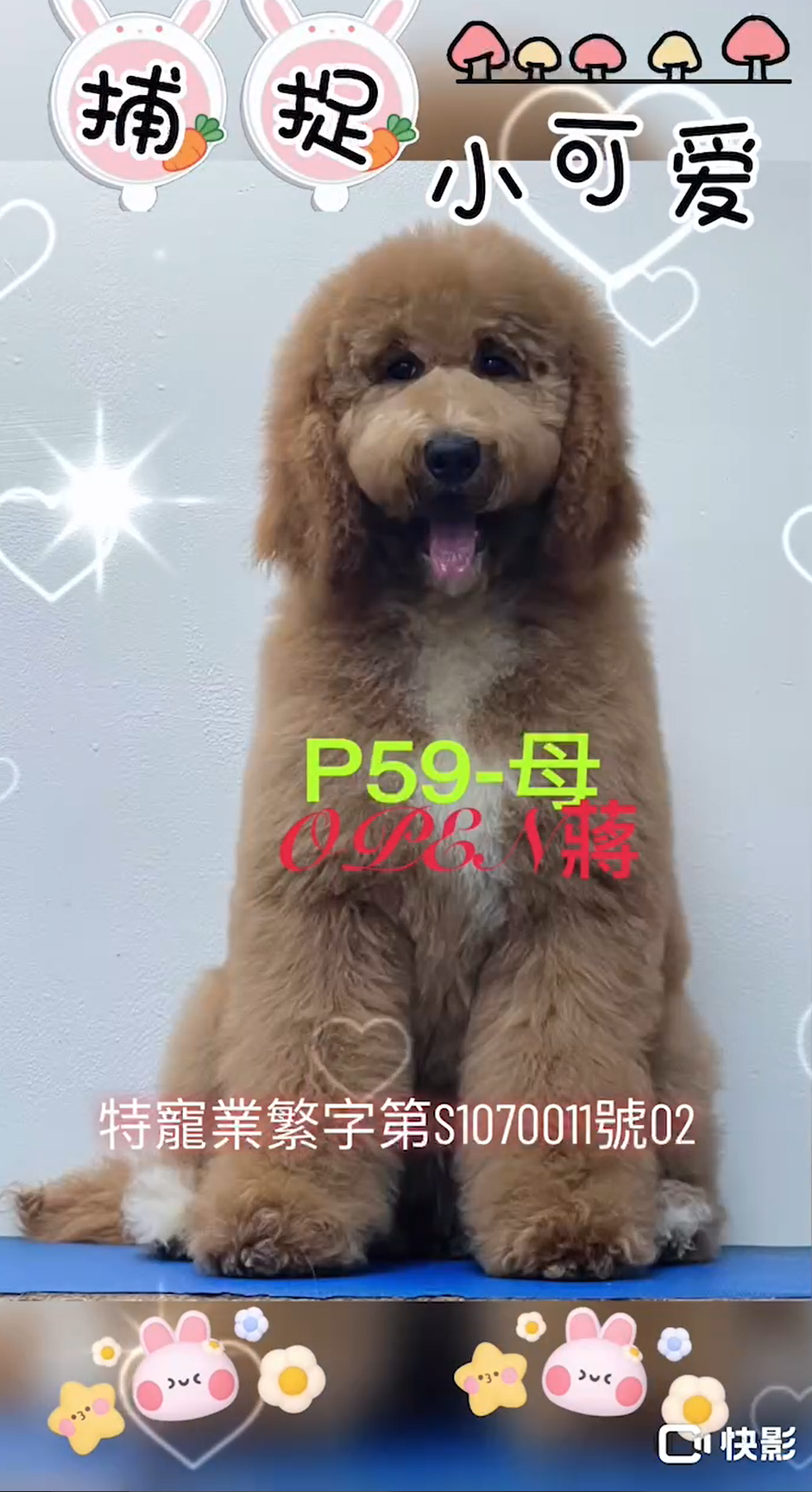 OPEN蔣犬舍／紅白花色巨型貴賓