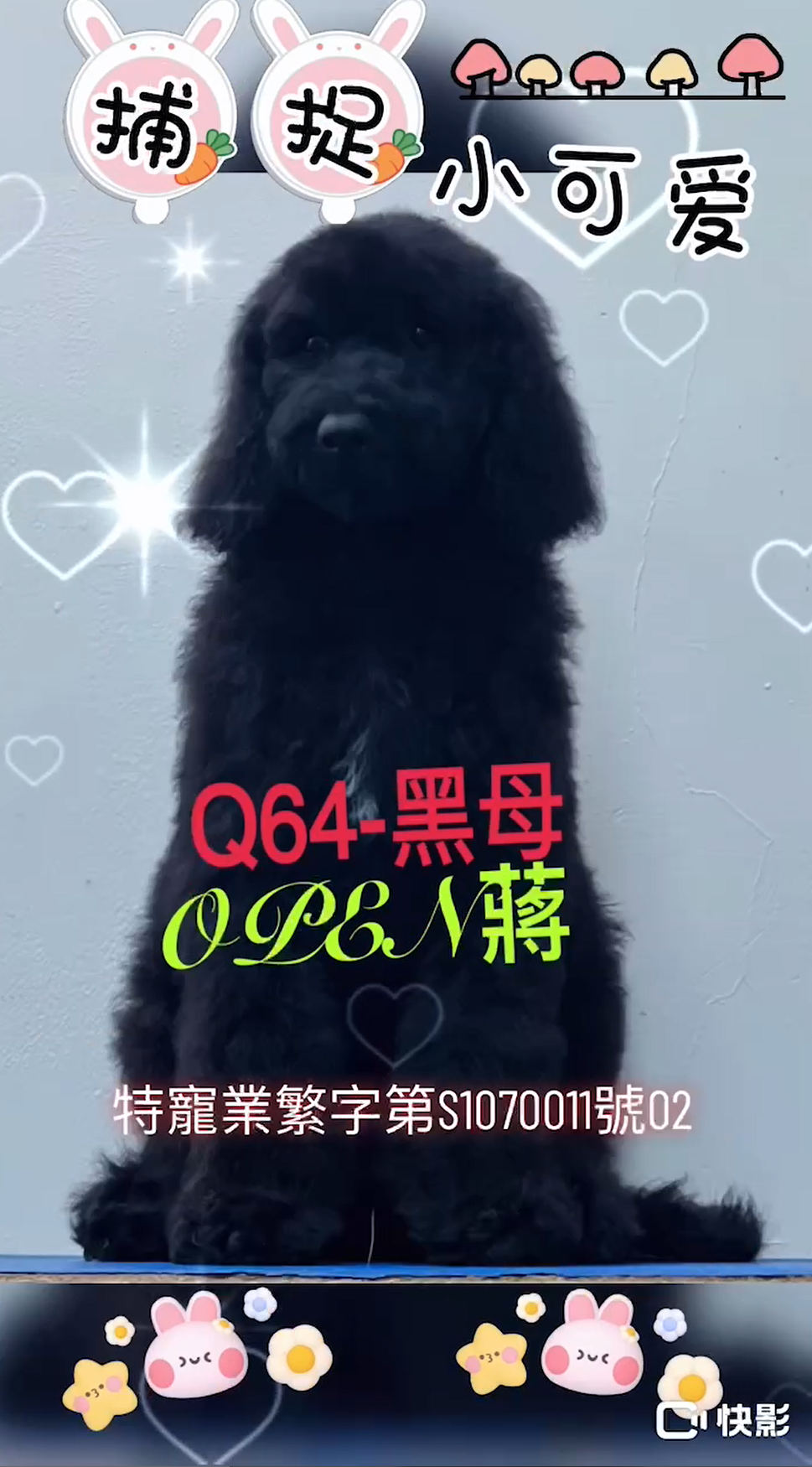 OPEN蔣犬舍／黑色巨型貴賓