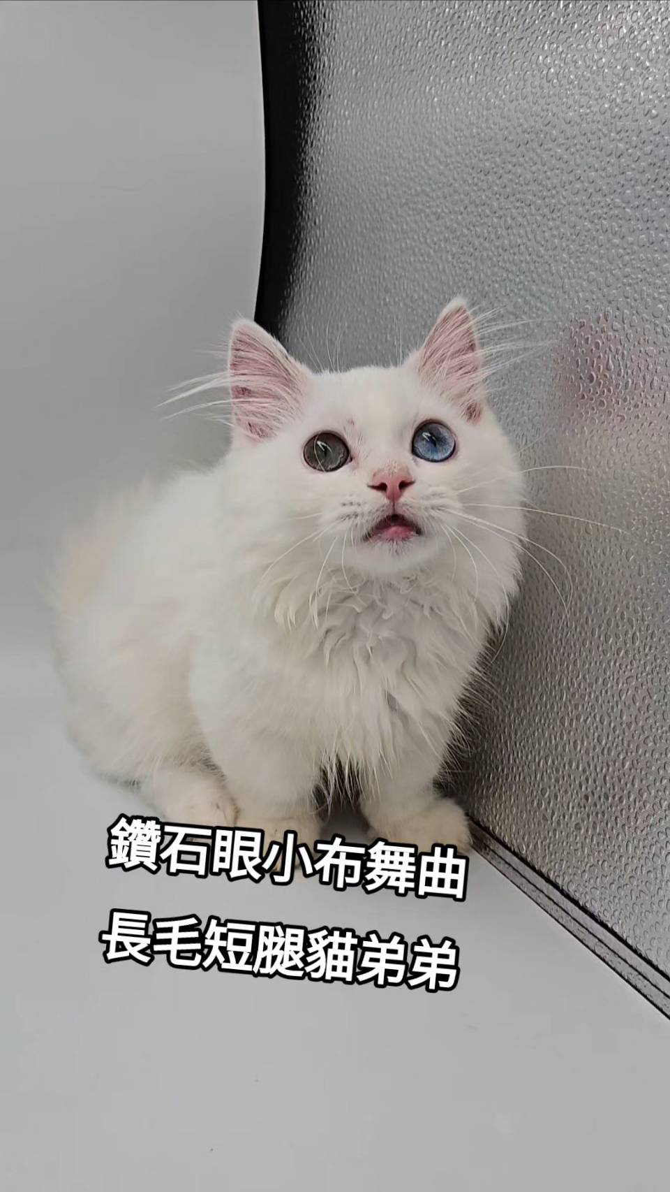 刻在你心底的貓／鑽石眼小步舞曲