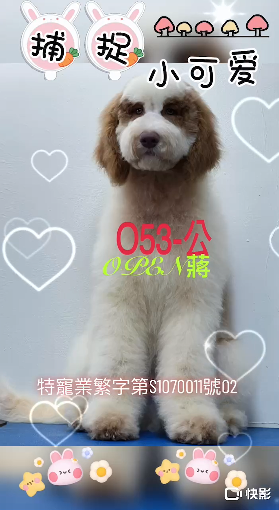 OPEN蔣犬舍／巨型貴賓