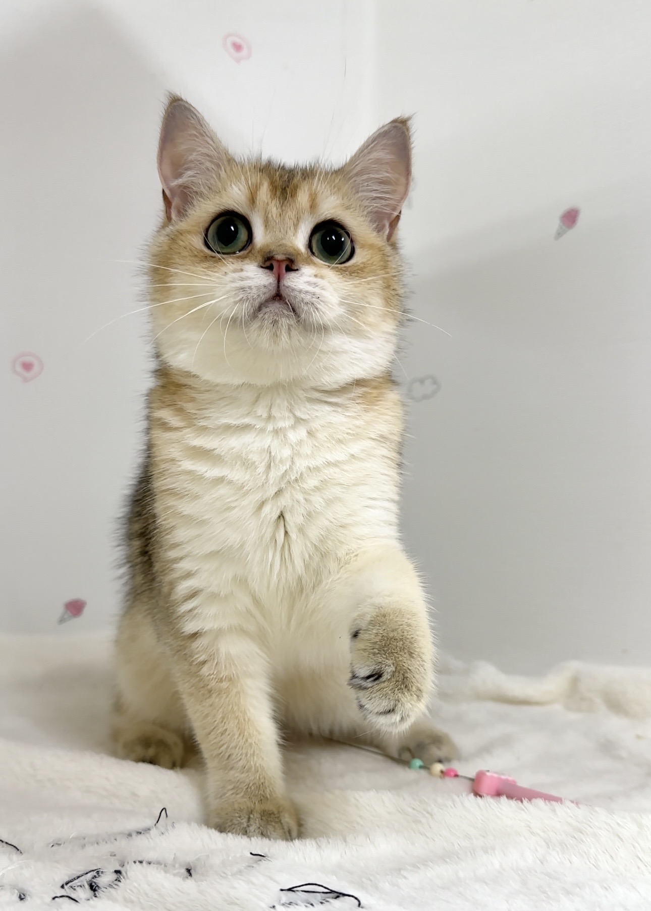 貓咪總動員館／黑金漸層英國短毛貓